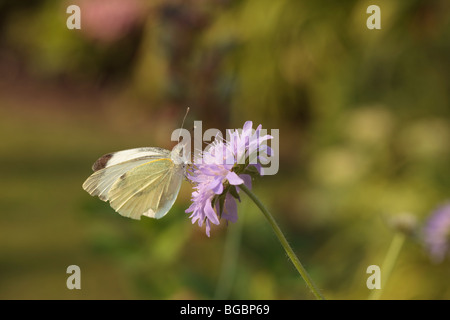 Close up of papillon sur fleur rose feuillage vert tendre de l'espace autour de l'image de fond pour le texte Banque D'Images