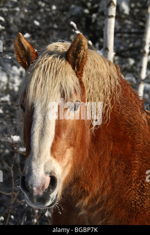 Cheval, cheval de trait belge à l'extérieur en hiver avec la neige. Également connu sous le nom de projet de cheval. Banque D'Images