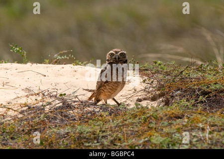 Chevêche des terriers (Speotyto cunicularia) sur garde à l'avant de son terrier. Banque D'Images