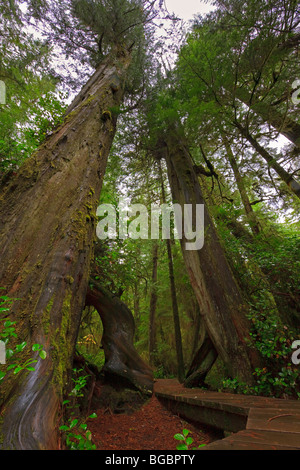 Liquidation de la promenade le long de la Rainforest Trail entre deux arbres de thuya géant (Cèdre rouge), Thuja plicata, dans la côte Banque D'Images