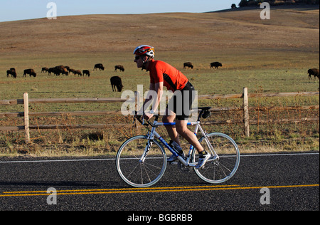 Troupeau de bisons, course cycliste, Mt Caramel, Utah, USA Banque D'Images