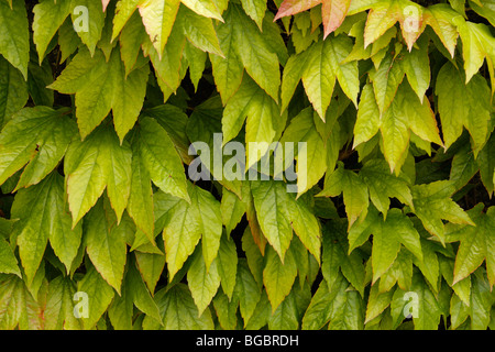 Vigne VIERGE, Parthenocissus quinquefolia, en été Banque D'Images