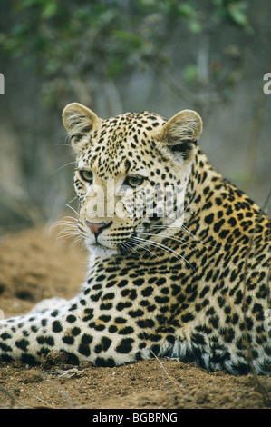 Leopard (Panthera pardus), la réserve privée de Sabi Sands, Afrique du Sud. Banque D'Images