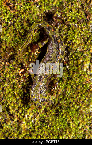 Triton marbré (Triturus marmoratus) sur mousse Banque D'Images