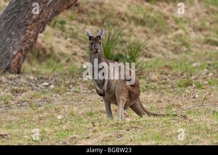 Western Kangourou gris, Macropus fuliginosus, le Danemark, l'Australie Occidentale Banque D'Images
