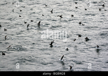 Un troupeau d'albatros à sourcils noirs et des pétrels géants juvéniles est perturbé par un navire de passage, le Canal de Beagle, Tierra del Fuego Banque D'Images