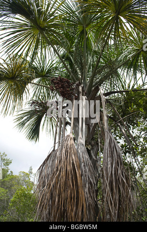Ite Palm (Mauritia flexuosa) avec des fruits de la forêt tropicale d'Iwokrama Bouclier de Guyane Guyane Amérique du Sud Octobre Banque D'Images