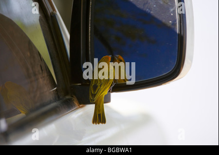 Saffron Finch à un miroir, Sicalis flaveola, Pantanal, Mato Grosso, Brésil, Amérique du Sud Banque D'Images