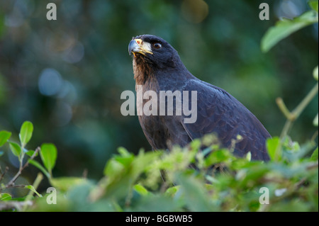 Great Black Hawk, Buteogallus urubitinga, Pantanal, Mato Grosso, Brésil, Amérique du Sud Banque D'Images