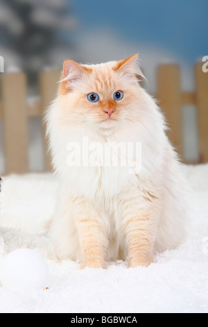 Neva Masquarade, tomcat, red-tabby-point-blanc / chat des forêts sibériennes, chat sibérien neva masquerade, Sibérie, Banque D'Images