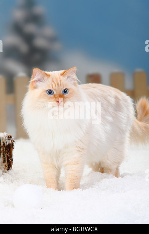 Neva Masquarade, tomcat, red-tabby-point-blanc / chat des forêts sibériennes, chat sibérien neva masquerade, Sibérie, Banque D'Images