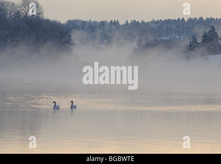 Une paire de cygnes natation au lever du soleil dans un lac froid Décembre brumeux Banque D'Images