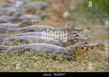 Groupe d'énormes caïmans yacare, Pantanal, Mato Grosso, Brésil, Amérique du Sud Banque D'Images