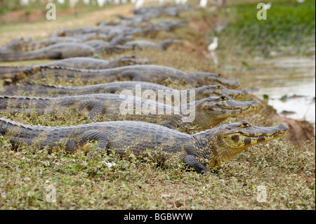 Groupe d'énormes caïmans yacare, Pantanal, Mato Grosso, Brésil, Amérique du Sud Banque D'Images