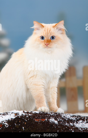 Neva Masquarade, tomcat, red-tabby-point-blanc / chat des forêts sibériennes, chat sibérien neva masquerade, Sibérie, Banque D'Images