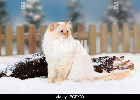 Neva Masquarade, tomcat, red-tabby-point-blanc / chat des forêts sibériennes, chat sibérien neva masquerade, Sibérie, Banque D'Images