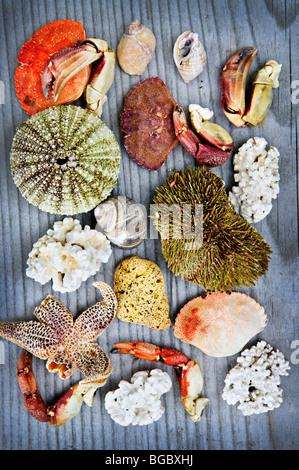 Arrière-plan avec différents types de vie marine de l'océan Atlantique à Terre-Neuve, Canada Banque D'Images