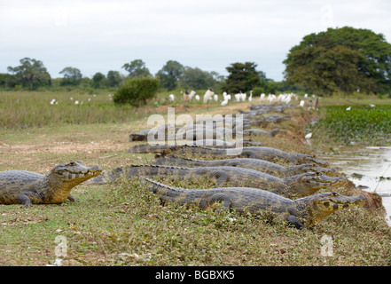 Groupe d'énormes caïmans yacare, Pantanal, Mato Grosso, Brésil, Amérique du Sud Banque D'Images