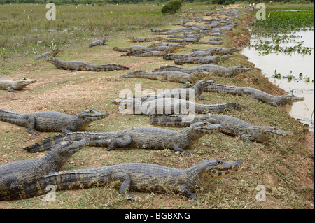 Groupe d'énormes caïmans yacare, Pantanal, Mato Grosso, Brésil, Amérique du Sud Banque D'Images