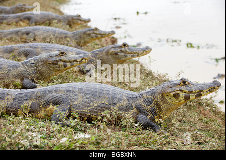 Groupe d'énormes caïmans yacare, Pantanal, Mato Grosso, Brésil, Amérique du Sud Banque D'Images