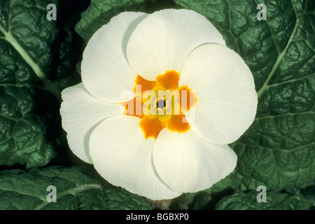 Jardin Primrose (Primula acaulis-hybride, Primula vulgaris-Hybride), fleur blanche. Banque D'Images