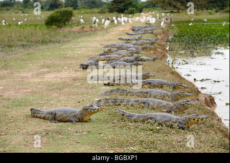 Groupe d'énormes caïmans yacare, Pantanal, Mato Grosso, Brésil, Amérique du Sud Banque D'Images