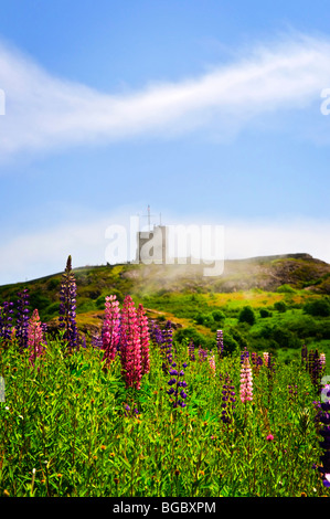 Lupin jardin fleurs sauvages près de Signal Hill à Saint John's, Terre-Neuve Banque D'Images