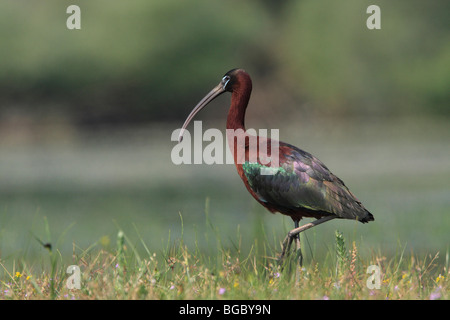 L'Ibis falcinelle (Plegadis falcinellus) nourriture au lac Kerkini, Grèce. Banque D'Images