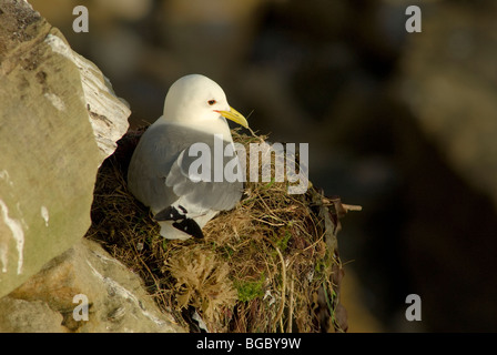 Mouette tridactyle (Rissa tridactyla) sur le nid. Northumberland, Royaume-Uni. Mai. Banque D'Images