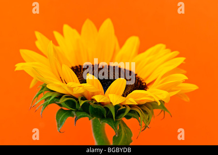 Close up de fleurs de tournesol sur fond orange Banque D'Images