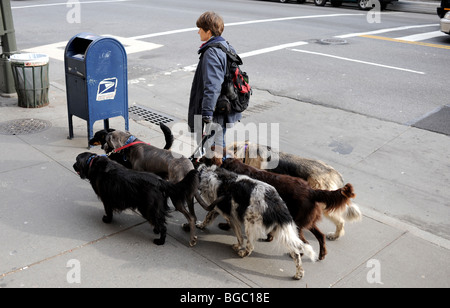 Chiens de randonnée femelles près de Central Park Manhattan New York, États-Unis Banque D'Images