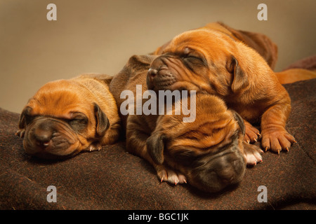 Le Rhodesian Ridgeback chiots, 4 jours. Banque D'Images