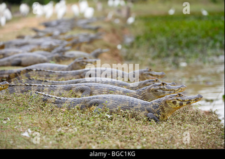 Groupe d'énormes caïmans yacare, Pantanal, Mato Grosso, Brésil, Amérique du Sud Banque D'Images