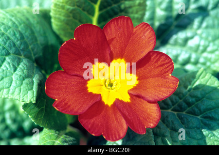 Jardin Primrose (Primula acaulis-hybride, Primula vulgaris-Hybride), fleur rouge. Banque D'Images