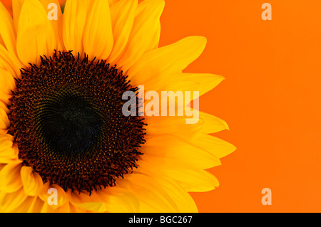 Close up de fleurs de tournesol sur fond orange Banque D'Images