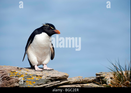 'Western Rockhopper Penguin' Banque D'Images