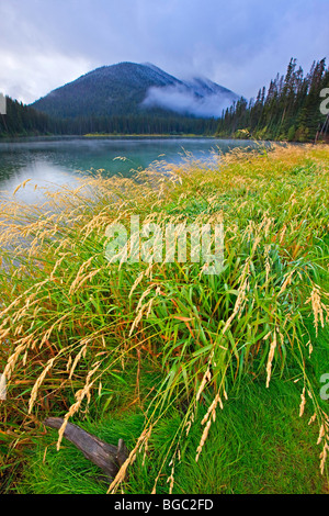 La foudre dans le lac bordé d'herbe parc Manning (E C Le parc provincial Manning), British Columbia, Canada. Banque D'Images