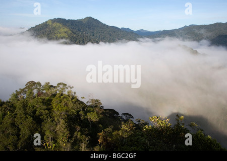 Jungle tropicale vierge couvre encore beaucoup sur les pistes et montagnes à l'Kelabit Highlands au Sarawak à Bornéo. Banque D'Images