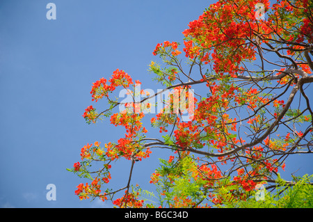 Royal Poinciana, flame tree, en Thaïlande. Banque D'Images