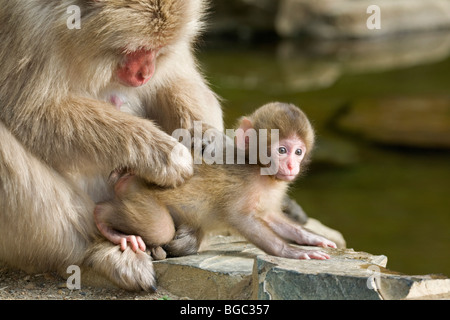 Macaque japonaise (Macaca fuscata) mère toilettant bébé singe, île Honshu, Japon Banque D'Images