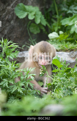 Bébé Macaque japonais sauvage jouant avec la fleur de printemps dans la forêt au Parc des singes Jigokudani sur l'île Honshu, Japon. (Macaca fuscata) Banque D'Images