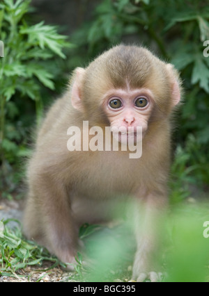 Bébé macaque japonais sauvage au printemps (Macaca fuscata) Banque D'Images