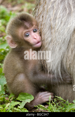 Macaque japonais bébé accroché à la fourrure de la mère (Macaca fuscata) Banque D'Images