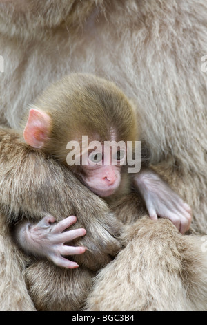 Macaque japonais (Macaca fuscata) bébé accroché à la main de mère Banque D'Images