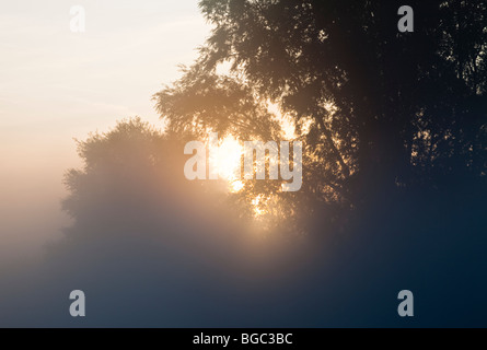 Lever de soleil à travers une forêt sur un matin d'été brumeux Banque D'Images