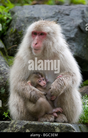 Macaque japonais sauvage (Macaca fuscata) mère allaitant bébé dans la forêt, Japon Banque D'Images