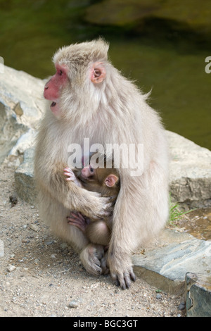 Macaque japonais (Macaca fuscata) Mère singe un autre danger tout en tenant son nouveau-né Banque D'Images