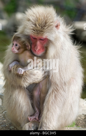 Macaque japonais mère portant jeune bébé Banque D'Images