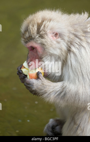 Macaque japonais (Macaca fuscata) eating apple fourni à partir de la garde de parc Banque D'Images