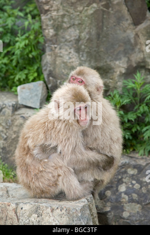 Macaques japonaises (Macaca fuscata), deux singes qui s'embrasent, préfecture de Nagano, île Honshu, Japon Banque D'Images